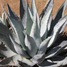 15 SEEDS Agave Desertii (Exotic succulent rare cactus seed plant aloe garden pot)