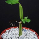 4" Pot Cissus Adeyana (Exotic shape rare succulent fig cactus plant vine climber) 4" Pot Cissus Adeyana (Exotic shape rare succulent fig cactus plant vine climber)