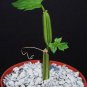 4" Pot Cissus Adeyana (Exotic shape rare succulent fig cactus plant vine climber)