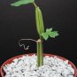 4" Pot Cissus Adeyana (Exotic shape rare succulent fig cactus plant vine climber)
