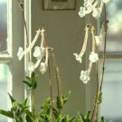20 SEEDS Sinningia Tubiflora (Rare succulent exotic caudex african violet seed)