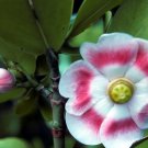 10 SEEDS CLUSIA ROSEA (Major autograph tree exotic balsam apple cuba native seed)