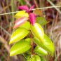 10 Seeds WHITE Stopper Eugenia (Axillaris RARE Florida native wild bird tree seed)