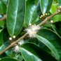 10 Seeds WHITE Stopper Eugenia (Axillaris RARE Florida native wild bird tree seed)