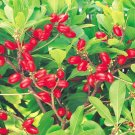 7 SEEDS MIRACLE FRUIT Synsepalum Dulcificum (Rare exotic sweetberry edible seed)