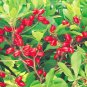 7 SEEDS MIRACLE FRUIT Synsepalum Dulcificum (Rare exotic sweetberry edible seed)