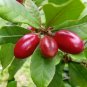 7 SEEDS MIRACLE FRUIT Synsepalum Dulcificum (Rare exotic sweetberry edible seed)