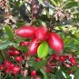 7 SEEDS MIRACLE FRUIT Synsepalum Dulcificum (Rare exotic sweetberry edible seed)