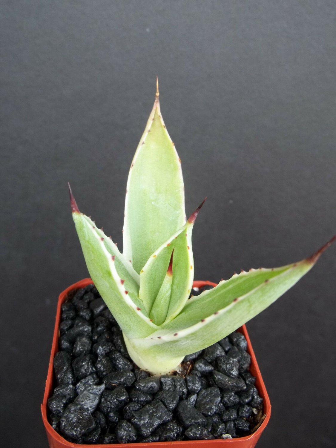 2" Plant Agave Celsii Multicolor (Marginata variegated variegata rare plant cacti)