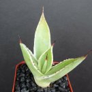 2" Plant Agave Celsii Multicolor (Marginata variegated variegata rare plant cacti)