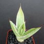 2" Plant Agave Celsii Multicolor (Marginata variegated variegata rare plant cacti)