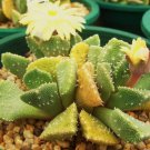 15 SEEDS ALOINOPSIS LUCKHOFFII SETIFERA (Rare living stones cacti mesembs seed)