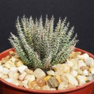 4" Pot Aloe Haworthioides (Rare succulent plant cactus miniature)