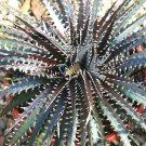 10 Seeds DYCKIA BURGUNDY ICE Hybrid (Exotic terrestrial bromeliad air rare seed)