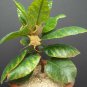 5 SEEDS DORSTENIA CUSPIDATA (Rare caudex exotic africa caudiciform bonsai seed)