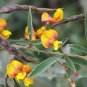 30 SEEDS CAJANUS CAJAN (Pigeon pea gandules seed exotic edible beans rare gandul)