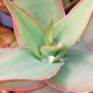 10 SEEDS ALOE STRIATA (Coral exotic garden succulent rare cacti desert plant seed) 10 SEEDS ALOE STRIATA (Coral exotic garden succulent rare cacti desert plant seed)