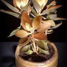 100 SEEDS Kalanchoe Orgyalis (Copper spoons spoon rare succulent exotic seed)