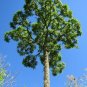 15 Seeds Cedrela Odorata CEDRO (Spanish cedar timber tree tropical aromatic wood)