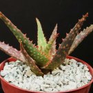 4" Pot Aloe Cultivar FANG (Exotic hybrid rare color succulent cactus cacti plant)
