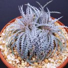 10 Seeds DYCKIA FOSTERIANA (Silver star exotic terrestrial bromeliad rare seed)