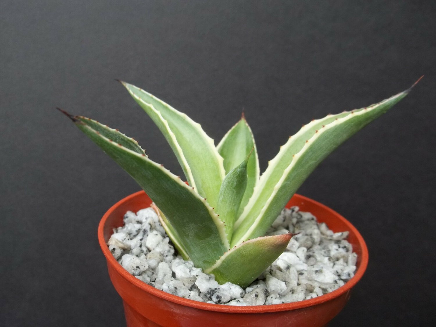 4" Plant Agave Celsii Multicolor Marginata (Variegated variegata rare plant cacti)