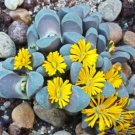 50 SEEDS Lithops Divergens Amethystina (Rare mesembs living stones cactus seed)