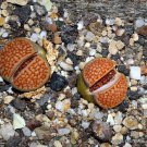 50 SEEDS RARE LITHOPS HALLII OCHRACEA (Living stones rock RED mesemb exotic seed)