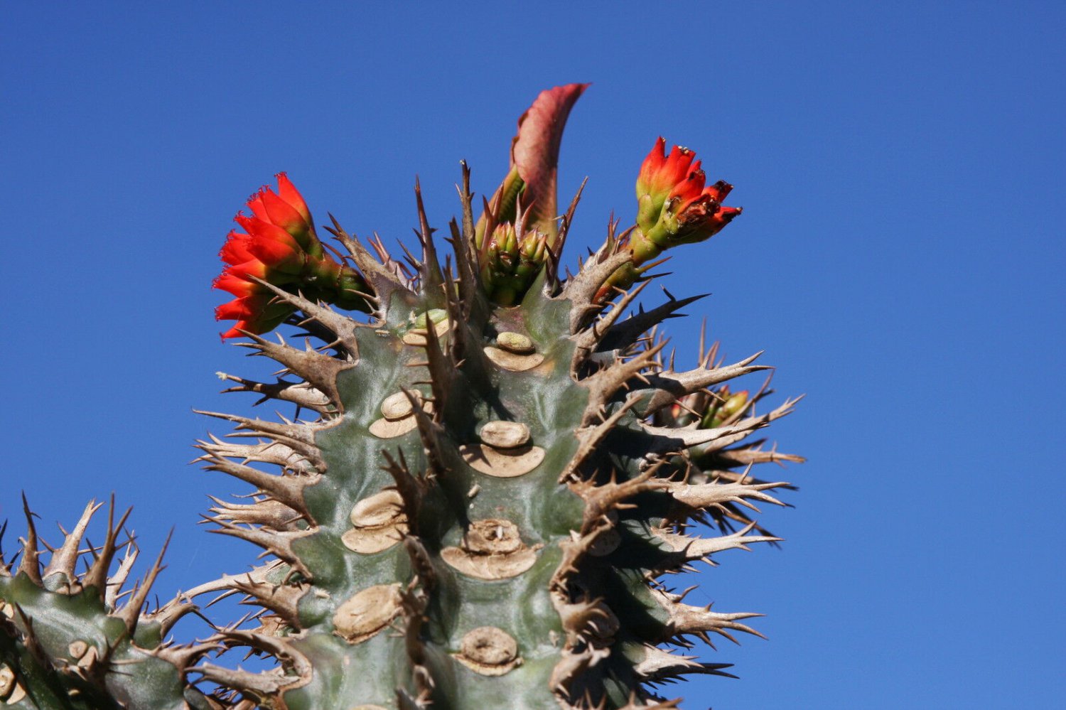 5 seeds Euphorbia Viguieri (Exotic flowering madagascar palm rare succulent seed)