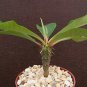 5 seeds Euphorbia Viguieri (Exotic flowering madagascar palm rare succulent seed)