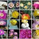 15 SEEDS Mesembs Variety MIX (Succulent cactus living stone cacti exotic seed)