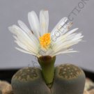 100 SEEDS RARE LITHOPS SALICOLA (Exotic mesemb succulent living stone plant seed) 100 SEEDS RARE LITHOPS SALICOLA (Exotic mesemb succulent living stone plant seed)