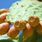 100 SEEDS NOPAL YELLOW FRUIT (Nopalina nopalea exotic edible cactus sweet juice)