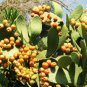 100 SEEDS NOPAL YELLOW FRUIT (Nopalina nopalea exotic edible cactus sweet juice)