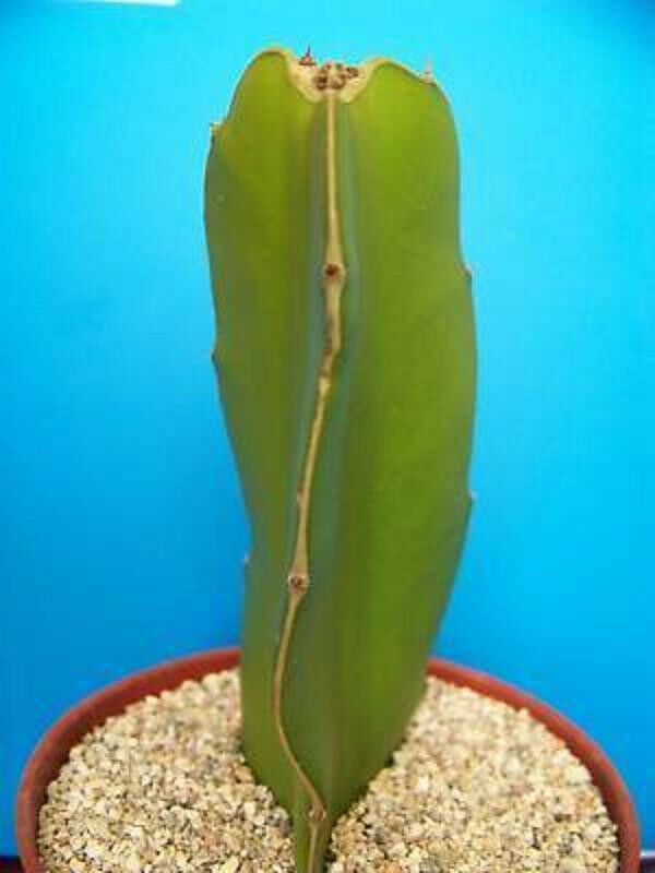 4" Pot Dragon Fruitpitaya (Exotic cactus collection cacti edible good eat plant)