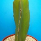 4" Pot Dragon Fruitpitaya (Exotic cactus collection cacti edible good eat plant)
