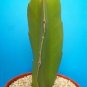4" Pot Dragon Fruitpitaya (Exotic cactus collection cacti edible good eat plant)