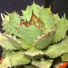 15 SEEDS Agave Titanota Green (Hardy exotic succulent aloe rare rose plant seed)