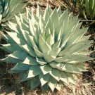 100 SEEDS AGAVE PARRYI (Rare succulent mescal century plant exotic garden seed) 100 SEEDS AGAVE PARRYI (Rare succulent mescal century plant exotic garden seed)