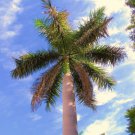 50 Seeds Roystonea Regia CUBAN ROYAL PALM (Tree ornamental palms home plant seed)