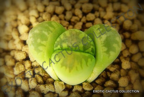 15 SEEDS LITHOPS OTZENIANA (Rare mesembs exotic succulent living stones cactus)