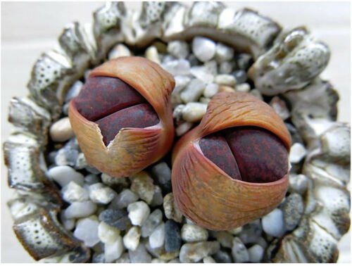 15 SEEDS Lithops Lesliei Fred`s Redhead (Living stone rock stone cactus seed)