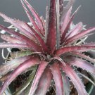 10 Seeds DYCKIA CHERRY COKE Hybrid (Exotic terrestrial bromeliad air rare seed)