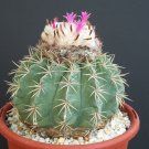 100 SEEDS Melocactus Loboguerreroi (Exotic turk's cap cacti rare cactus semi seed)