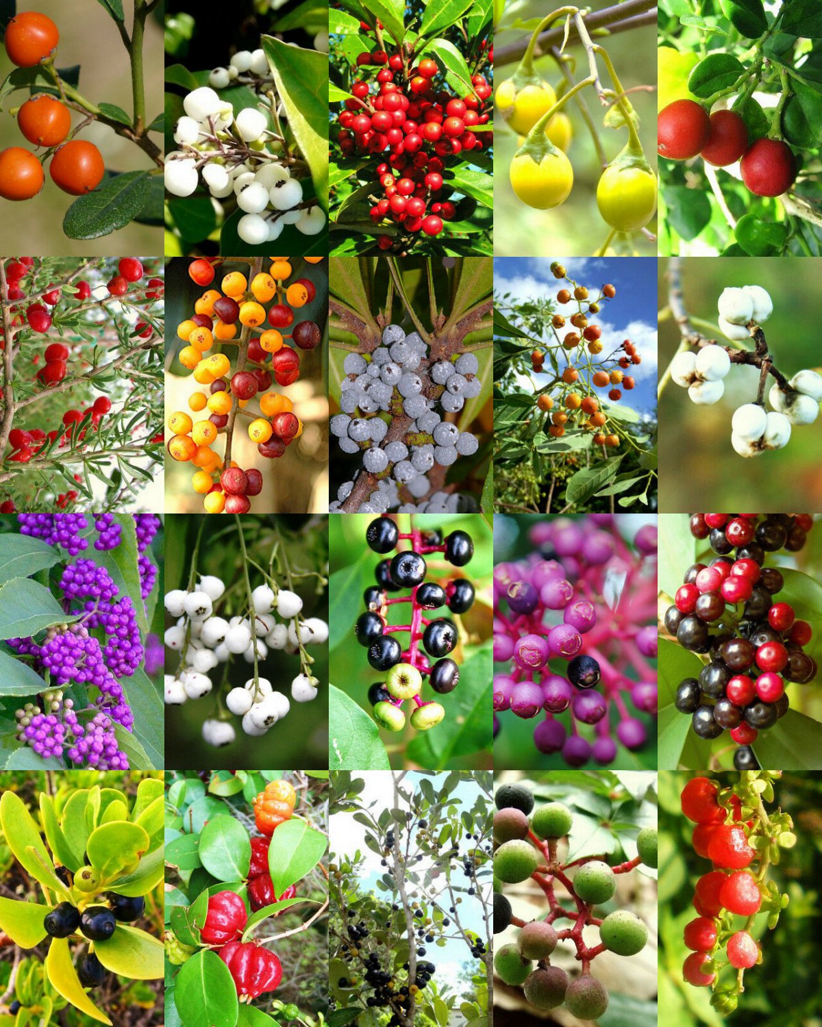 15 SEEDS FLORIDA NATIVE BERRIES MIX (Rare coast plum fruit WILD BERRY wood seed)