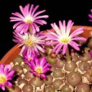 100 SEEDS Conophytum Brunneum (Rare mesemb exotic succulents seed living stones)