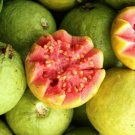 15 SEEDS WILD GUAVA (Tropical Fruit Psidium pink hawaiian guayaba cimarrona seed)