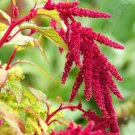15 SEDS EXOTIC AMARANTHUS CAUDATUS (Love lies bleeding rare flowering seed)