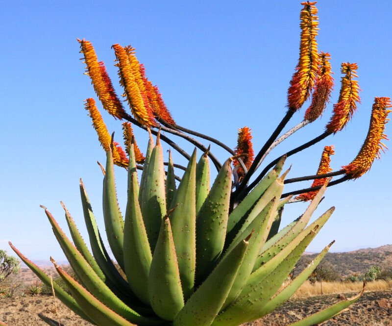 100 SEEDS Aloe Spectabilis Marlothii (Succulent rare agave hardy plant ...