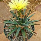 50 SEEDS Leuchtenbergia Principis (Exotic agave cactus rare succulent plant seed)